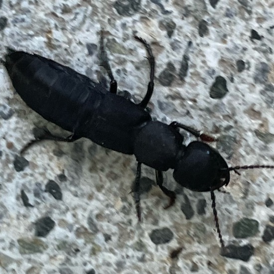 Devil's coach horse beetle: Animal in habitat Living space or Indoor in the NatureSpots App