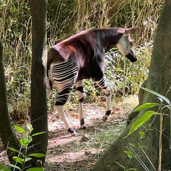 Okapia johnstoni: Animal in habitat Zoo in the NatureSpots App