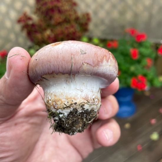 Cortinarius balteatocumatilis: Pilz im Habitat Wald der gemäßigten Breiten in der NatureSpots App