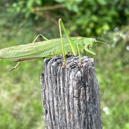 Grünes Heupferd: Tier im Habitat Garten in der NatureSpots App