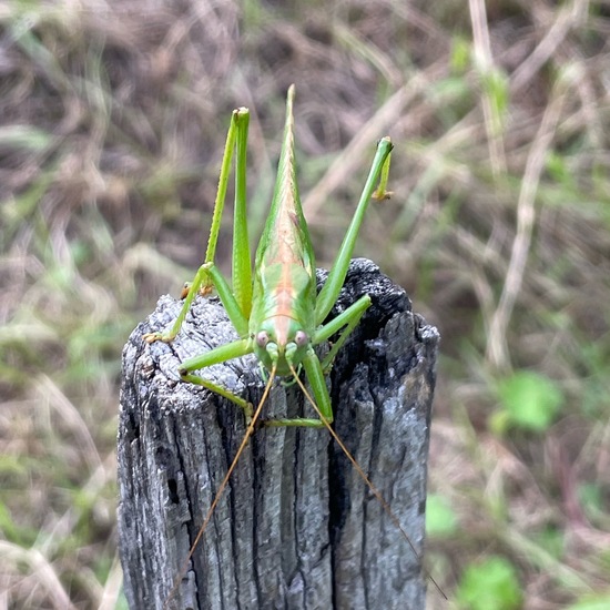 Grünes Heupferd: Tier im Habitat Garten in der NatureSpots App