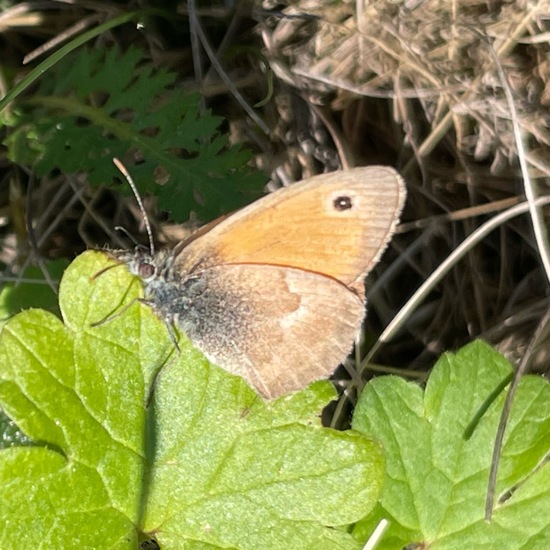 Kleines Wiesenvögelchen: Tier im Habitat Garten in der NatureSpots App