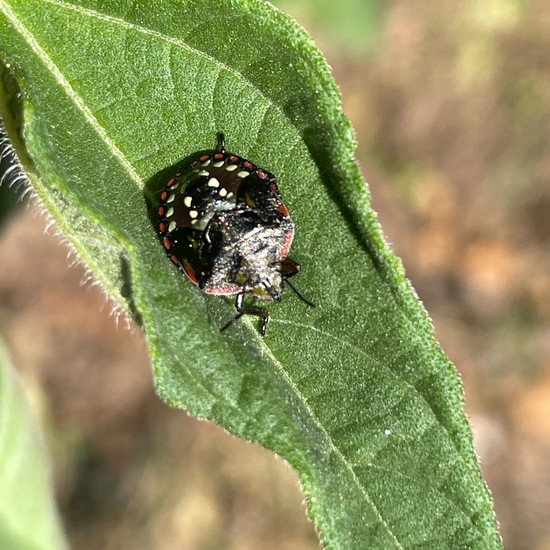 Nezara: Tier im Habitat Garten in der NatureSpots App