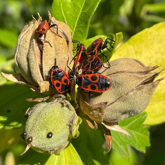 Feuerwanzen: Tier im Habitat Garten in der NatureSpots App