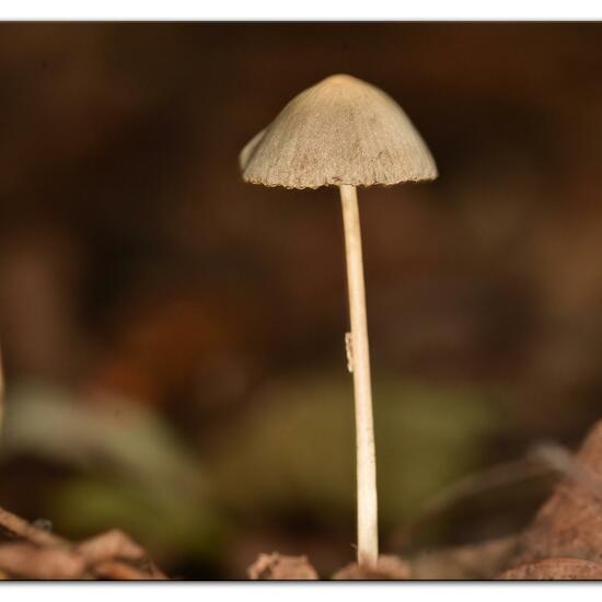 Psathyrella conopilus: Pilz im Habitat Industrie in der NatureSpots App