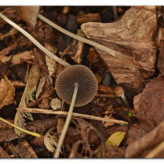 Psathyrella conopilus: Pilz im Habitat Industrie in der NatureSpots App