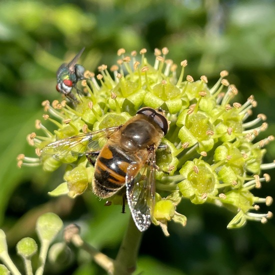 Mistbiene: Tier im Habitat Garten in der NatureSpots App