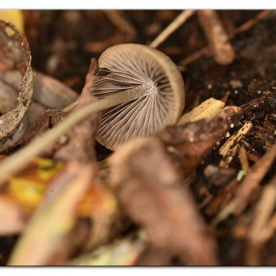 Psathyrella conopilus: Pilz im Habitat Industrie in der NatureSpots App