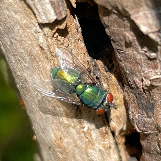 Goldfliege: Tier im Habitat Garten in der NatureSpots App