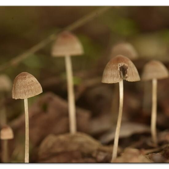 Psathyrella conopilus: Pilz im Habitat Industrie in der NatureSpots App