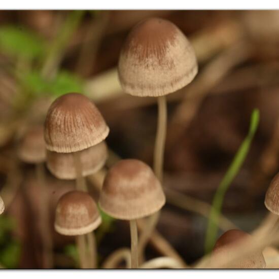 Psathyrella conopilus: Pilz im Habitat Industrie in der NatureSpots App