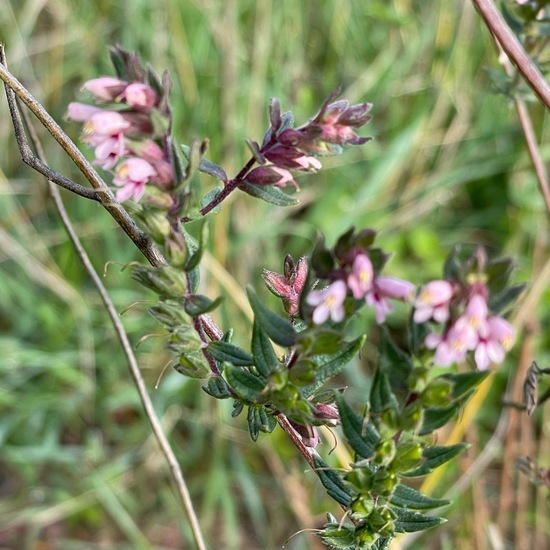 Frühlings-Zahntrost: Pflanze im Habitat Anderes Grasland/Busch-Habitat in der NatureSpots App