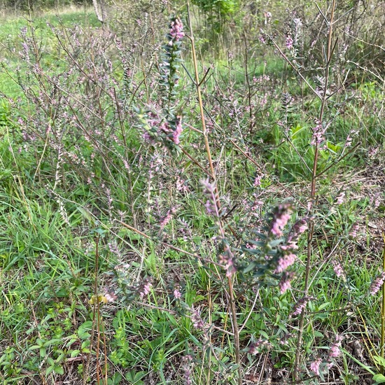 Frühlings-Zahntrost: Pflanze im Habitat Anderes Grasland/Busch-Habitat in der NatureSpots App