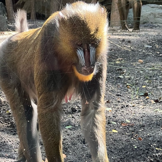 Mandrill: Tier im Habitat Zoo/Gehege in der NatureSpots App