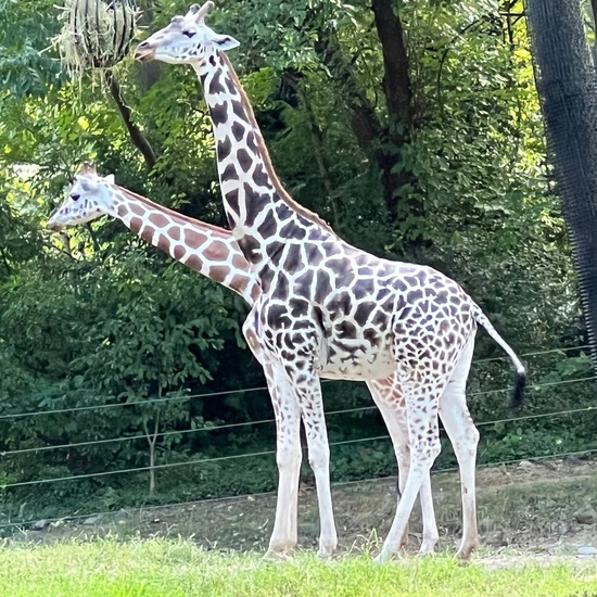 Nord-Giraffe: Tier im Habitat Zoo/Gehege in der NatureSpots App