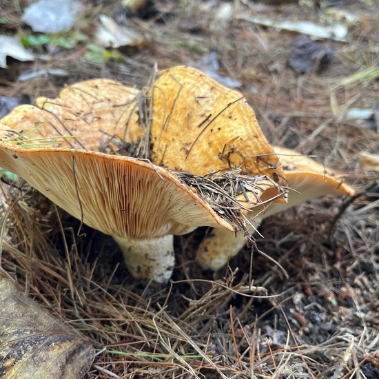andere Art: Pilz im Habitat Wald in der NatureSpots App
