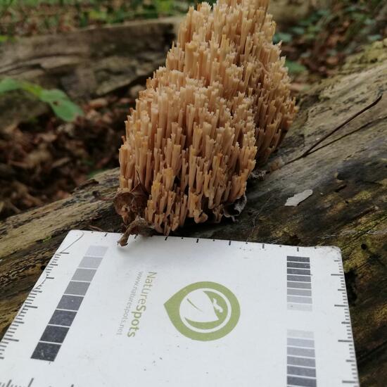 Bauchweh-Koralle: Pilz im Habitat Wald der gemäßigten Breiten in der NatureSpots App