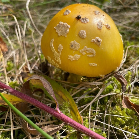 Amanita muscaria var. guessowii: Pilz in der Natur in der NatureSpots App