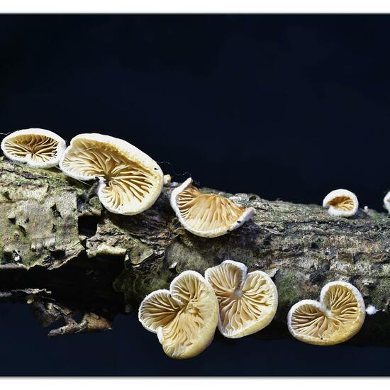 Eine unbekannte Art: Pilz im Habitat Wald in der NatureSpots App