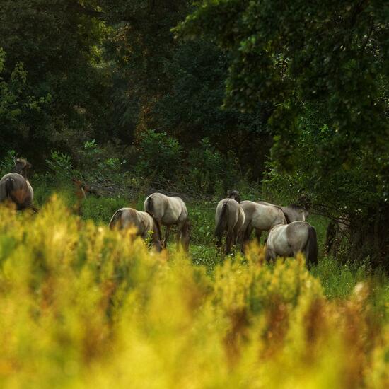 Wildpferd: Tier im Habitat Grasland und Büsche in der NatureSpots App