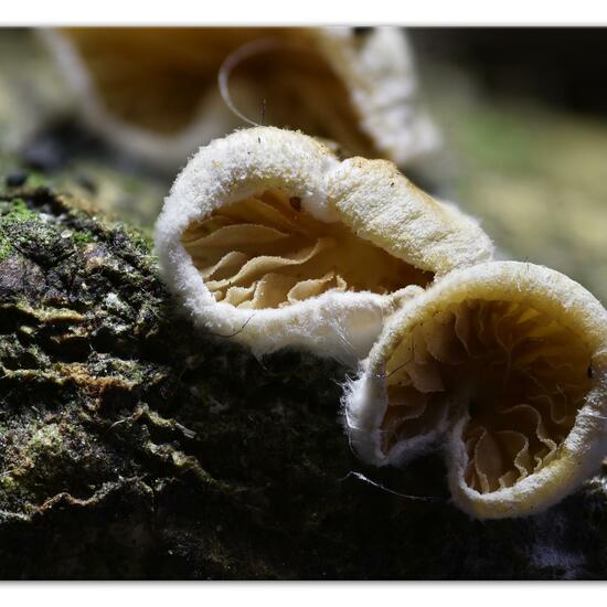 Eine unbekannte Art: Pilz im Habitat Wald in der NatureSpots App