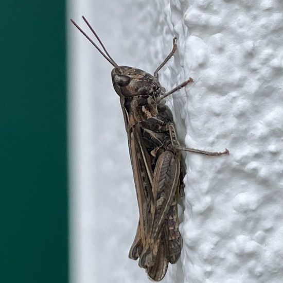 Chorthippus biguttulus biguttulus: Tier im Habitat Garten in der NatureSpots App