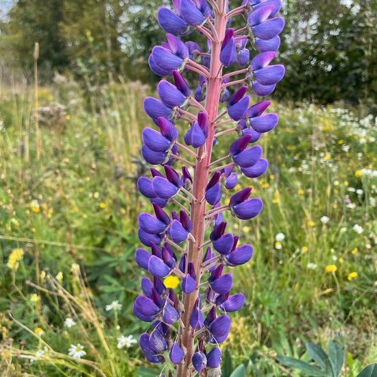 Vielblättrige Lupine: Pflanze in der Natur in der NatureSpots App