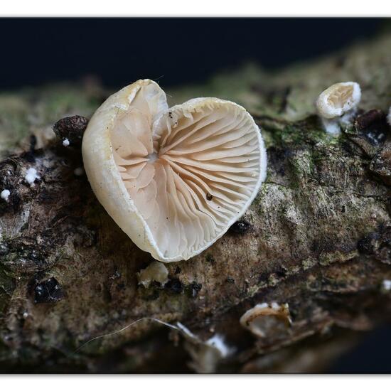 Eine unbekannte Art: Pilz im Habitat Wald in der NatureSpots App