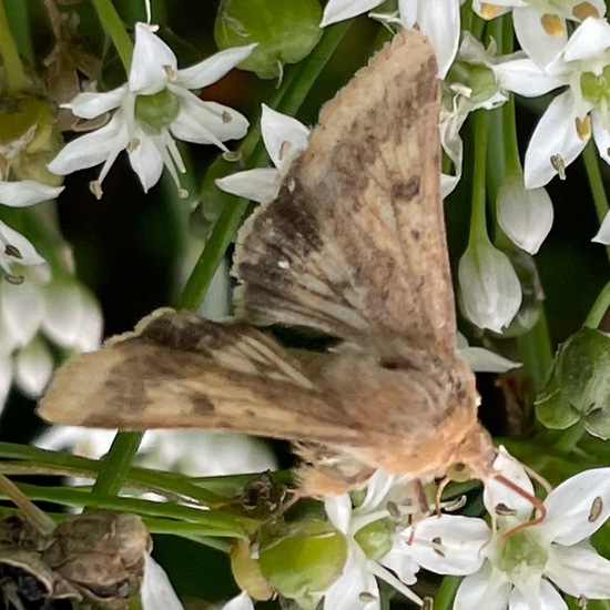 Baumwoll-Kapseleule: Tier im Habitat Garten in der NatureSpots App