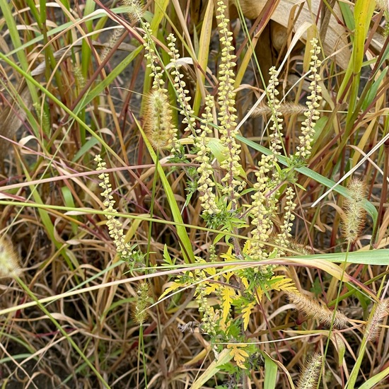 Ambrosia artemisiifolia var. artemisiifolia: Pflanze im Habitat Felder in der NatureSpots App