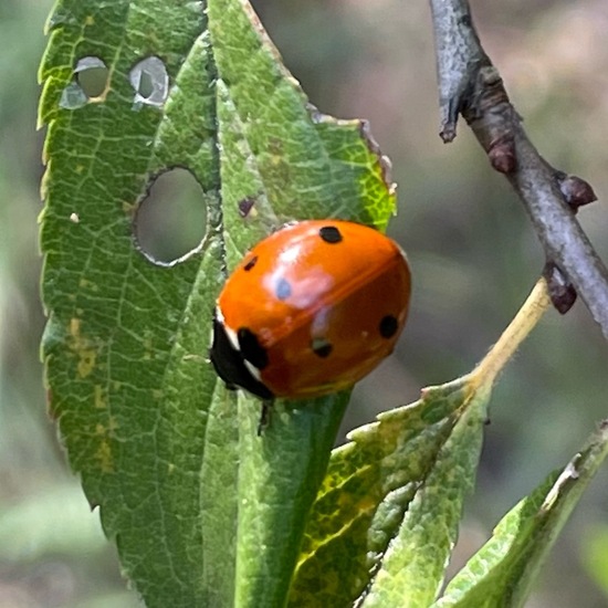 Siebenpunkt-Marienkäfer: Tier im Habitat Wald der gemäßigten Breiten in der NatureSpots App