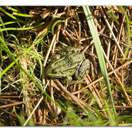 Teichfrosch: Tier im Habitat Strasse/Verkehr in der NatureSpots App