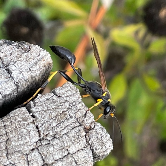 Sceliphron caementarium: Tier im Habitat Garten in der NatureSpots App