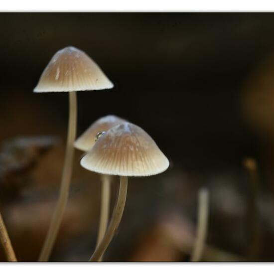 Mycena filopes: Pilz im Habitat Wald in der NatureSpots App