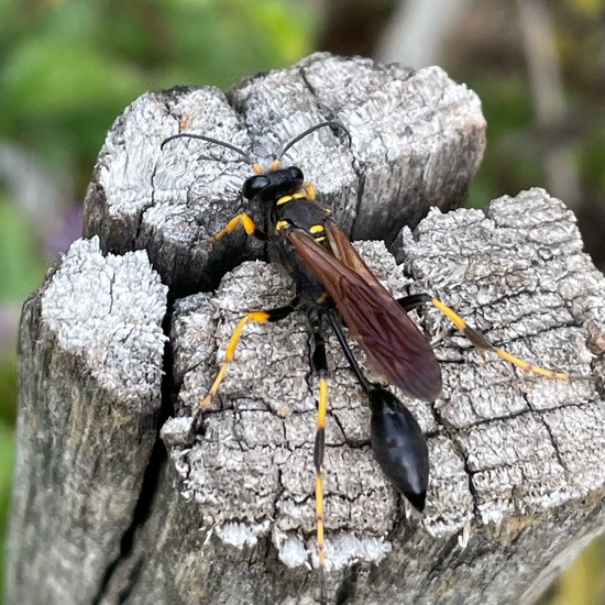 Sceliphron caementarium: Tier im Habitat Garten in der NatureSpots App