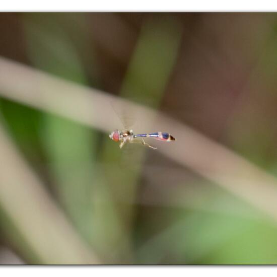 Gemeine Schattenschwebfliege: Tier im Habitat Wald in der NatureSpots App