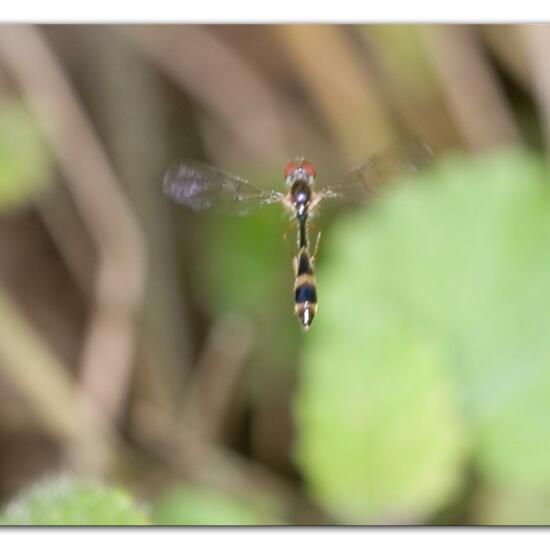 Gemeine Schattenschwebfliege: Tier im Habitat Wald in der NatureSpots App