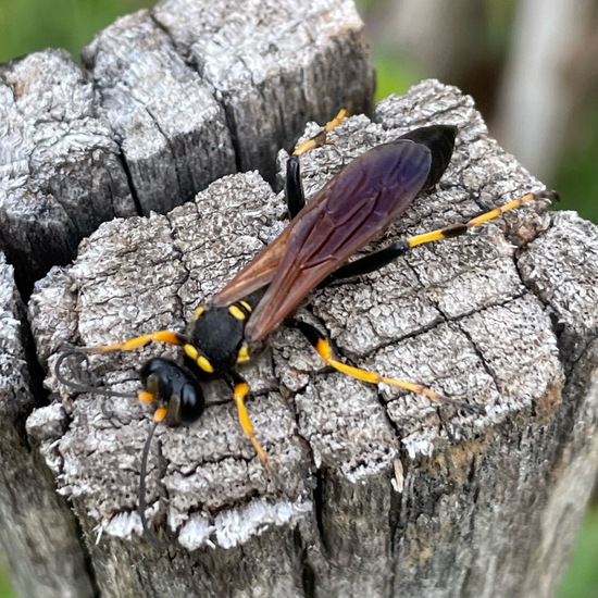 Sceliphron caementarium: Tier im Habitat Garten in der NatureSpots App