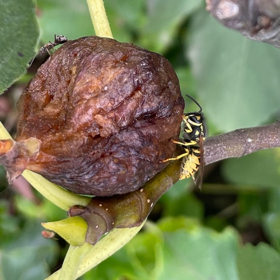 Deutsche Wespe: Tier im Habitat Garten in der NatureSpots App