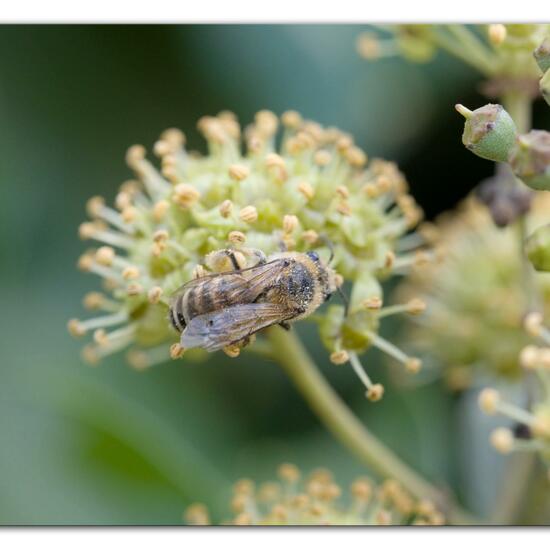 Efeu-Seidenbiene: Tier im Habitat Garten in der NatureSpots App