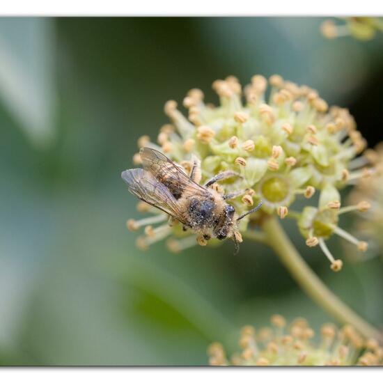 Efeu-Seidenbiene: Tier im Habitat Garten in der NatureSpots App