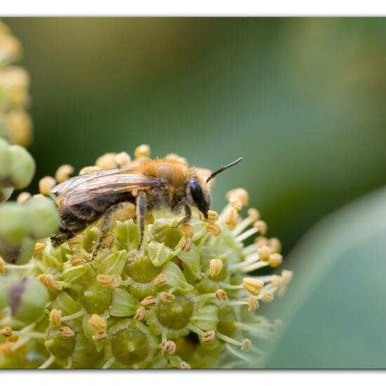 Efeu-Seidenbiene: Tier im Habitat Garten in der NatureSpots App