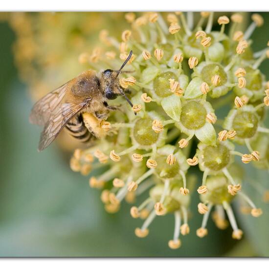 Efeu-Seidenbiene: Tier im Habitat Garten in der NatureSpots App