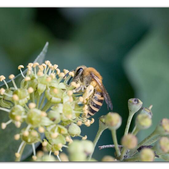 Efeu-Seidenbiene: Tier im Habitat Garten in der NatureSpots App