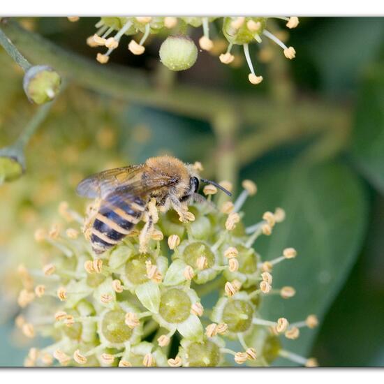 Efeu-Seidenbiene: Tier im Habitat Garten in der NatureSpots App