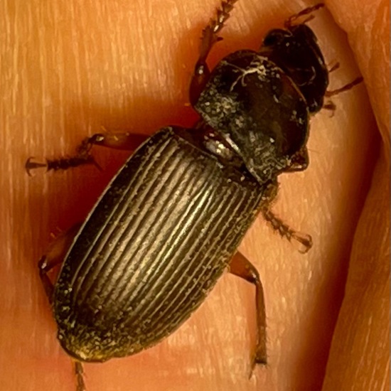 Laufkäfer: Tier im Habitat Garten in der NatureSpots App