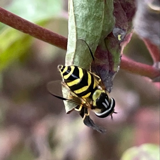 Dasysyrphus albostriatus: Tier im Habitat Wald der gemäßigten Breiten in der NatureSpots App