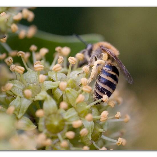 Efeu-Seidenbiene: Tier im Habitat Garten in der NatureSpots App