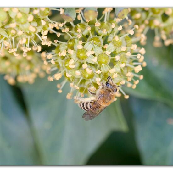 Efeu-Seidenbiene: Tier im Habitat Garten in der NatureSpots App