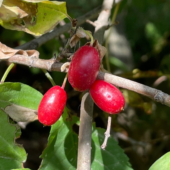 Cornus mas: Plant in habitat Temperate forest in the NatureSpots App